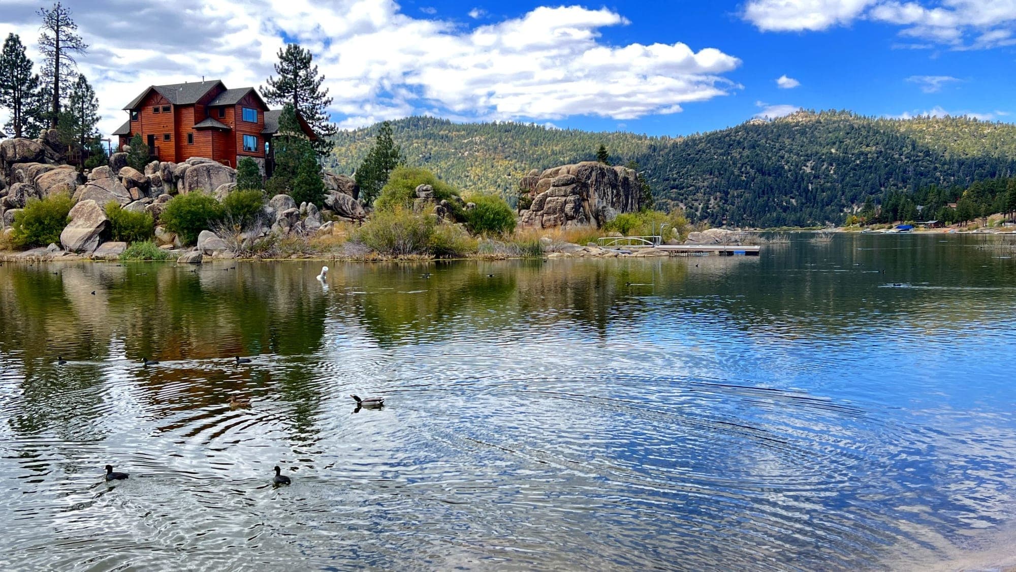 Ducks paddling near the rocky shoreline of Big Bear Lake.