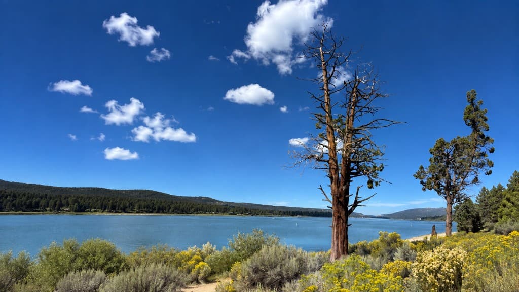 Calm lake and a tall shoreline tree, with a forested mountain shoreline beyond.