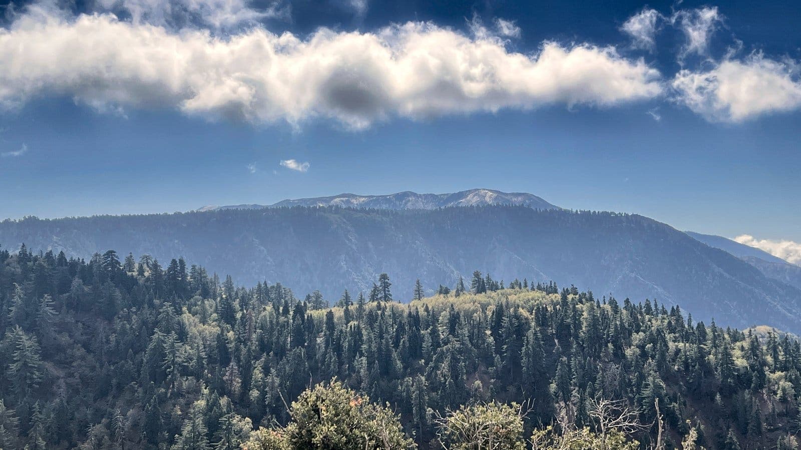 A long distant mountain ridge beneath dramatic white clouds above a pine forest in the San Bernardino Mountains