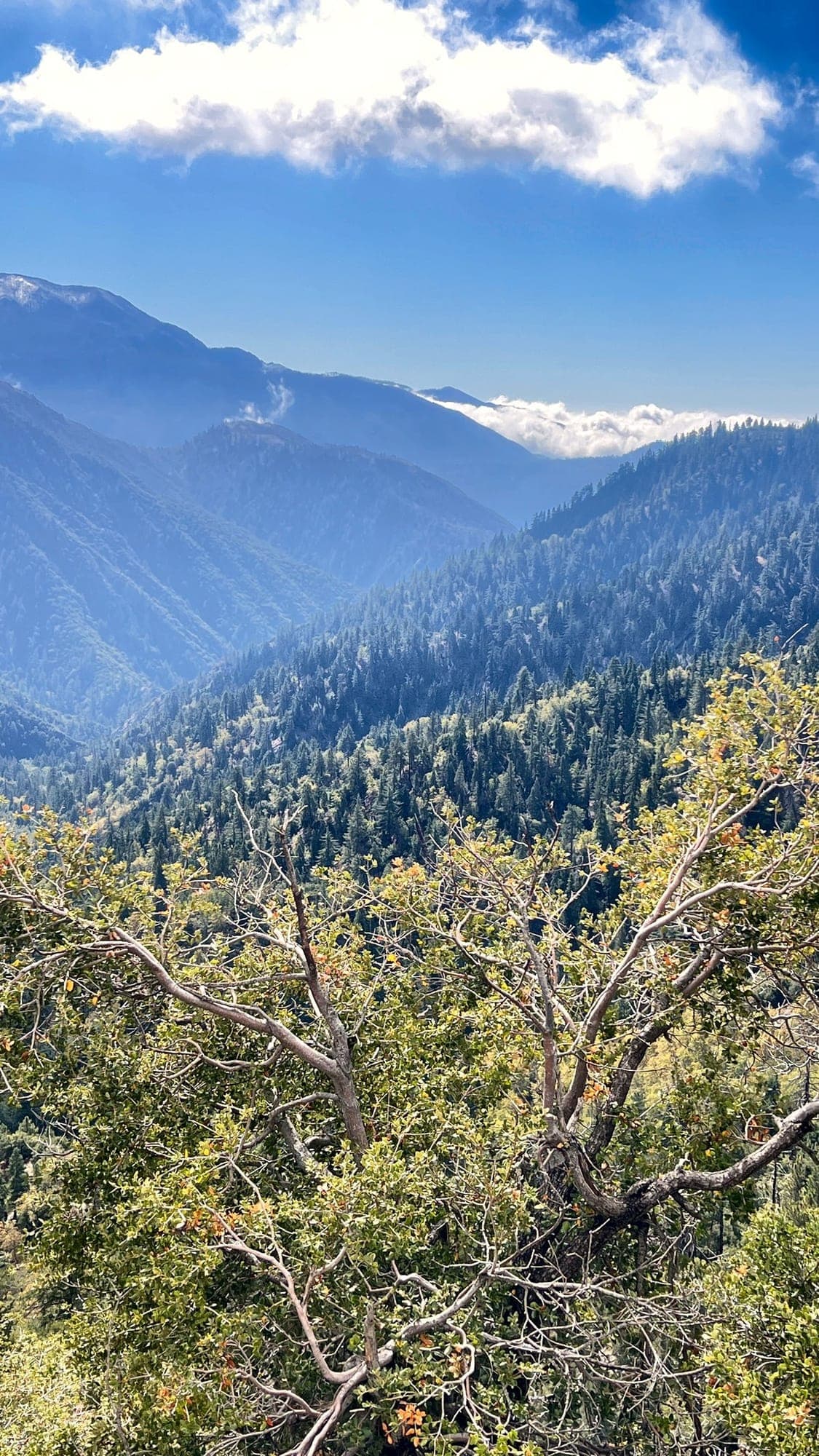 Oak branches frame a view of forested canyons and distant peaks in the San Bernardino Mountains