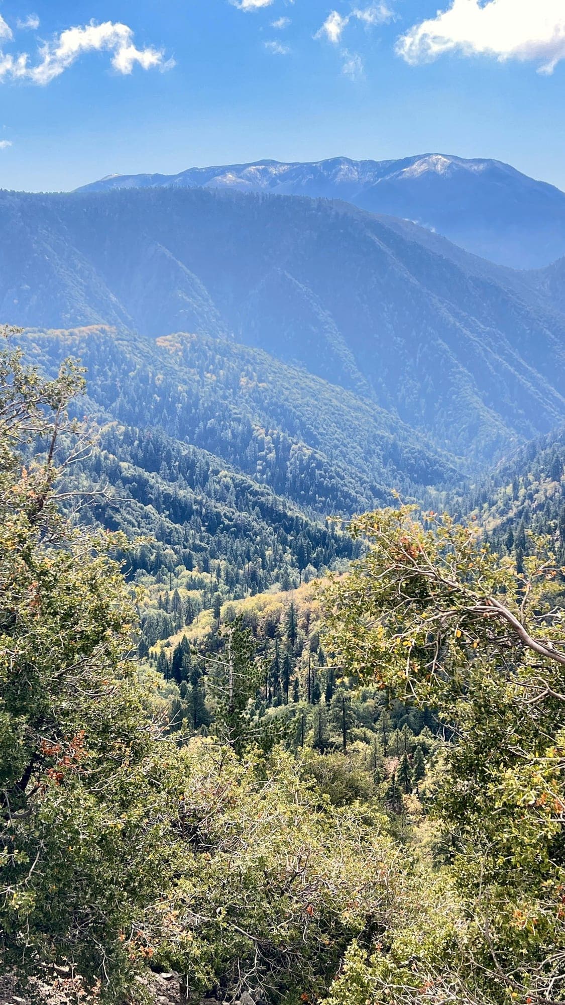 A distant mountain peak rises above a forested valley framed by trees in the San Bernardino Mountains