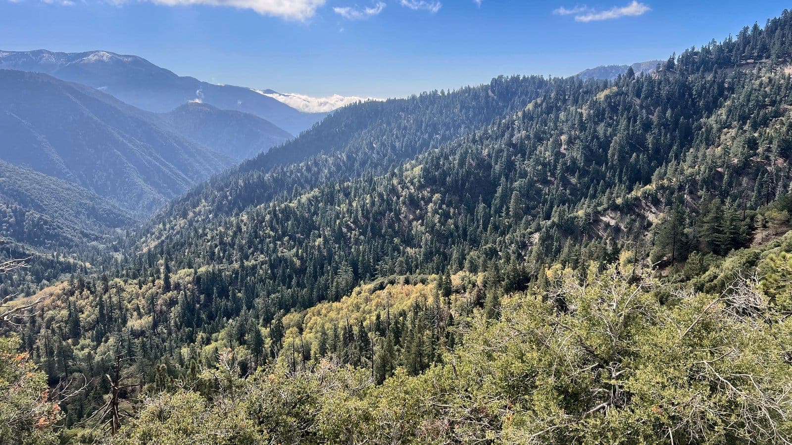 Steep canyon slopes covered in pine forest and green chaparral under a clear sky in the San Bernardino Mountains