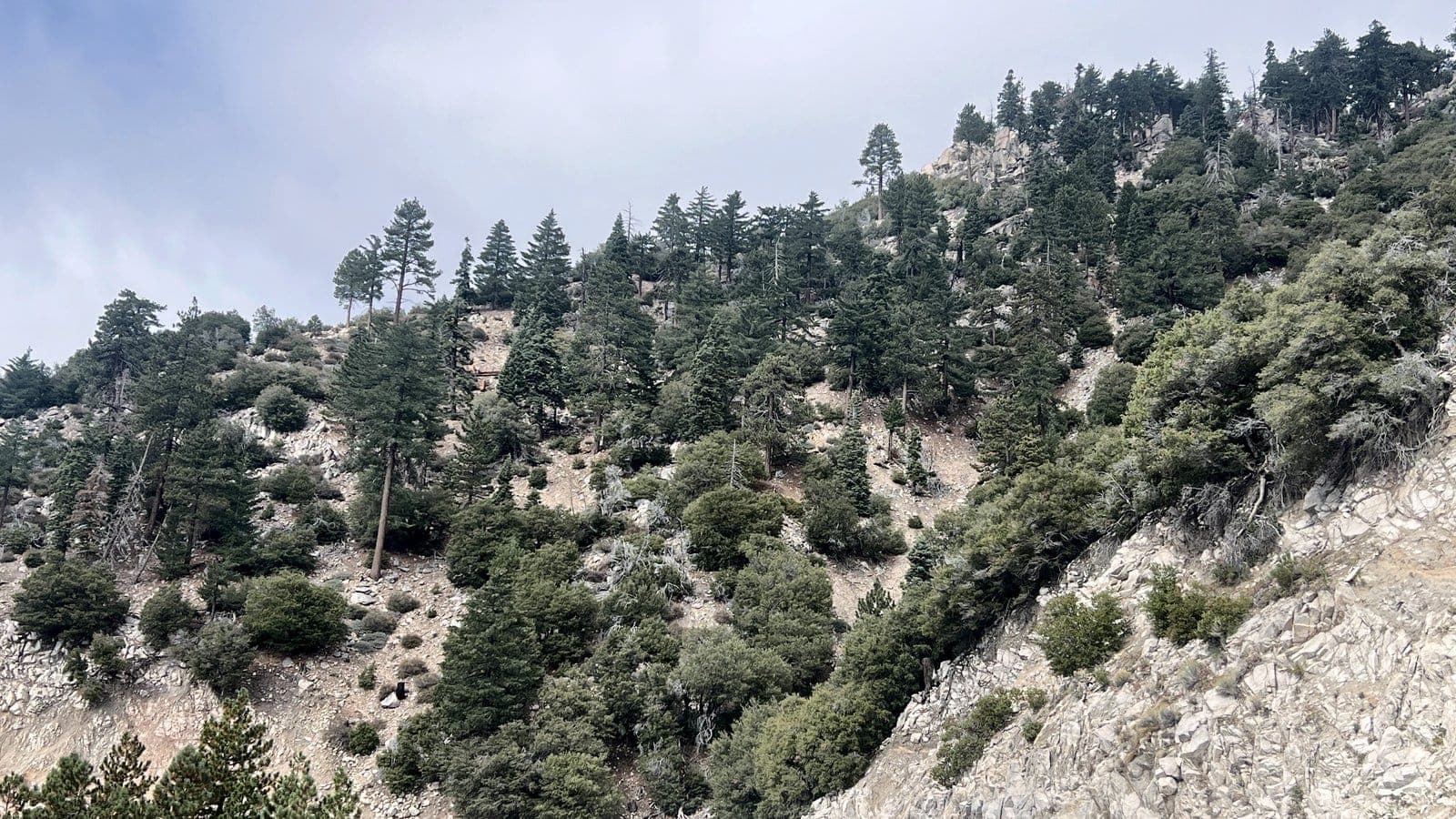 Pine trees cling to a rocky granite slope under an overcast sky in the San Bernardino Mountains