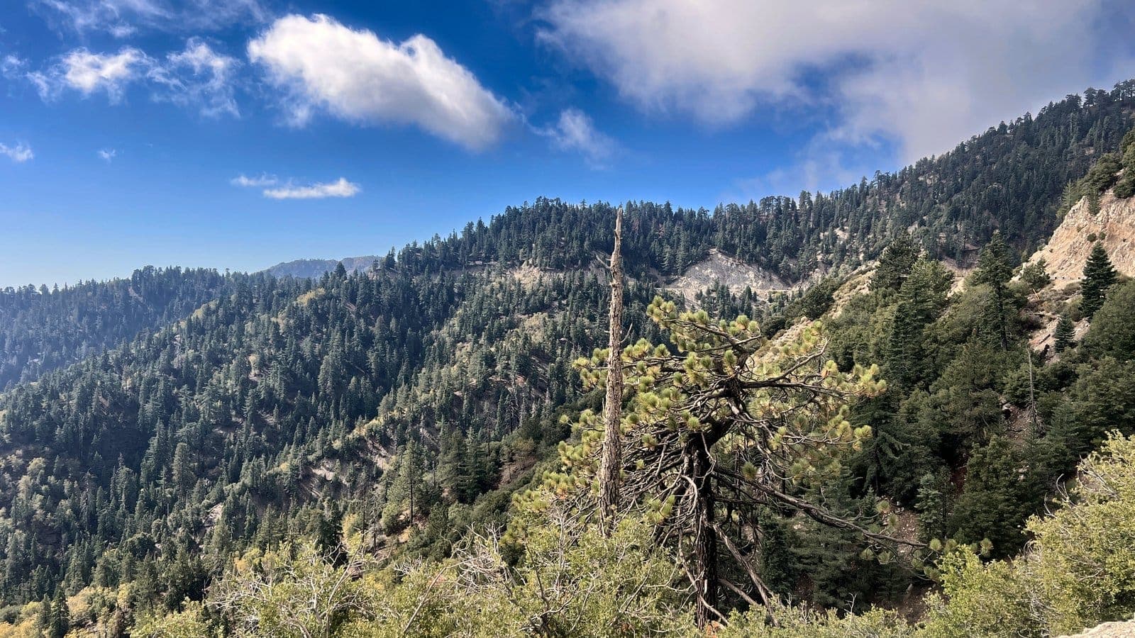 A weathered dead pine snag stands on a forested hillside with white clouds overhead in the San Bernardino Mountains