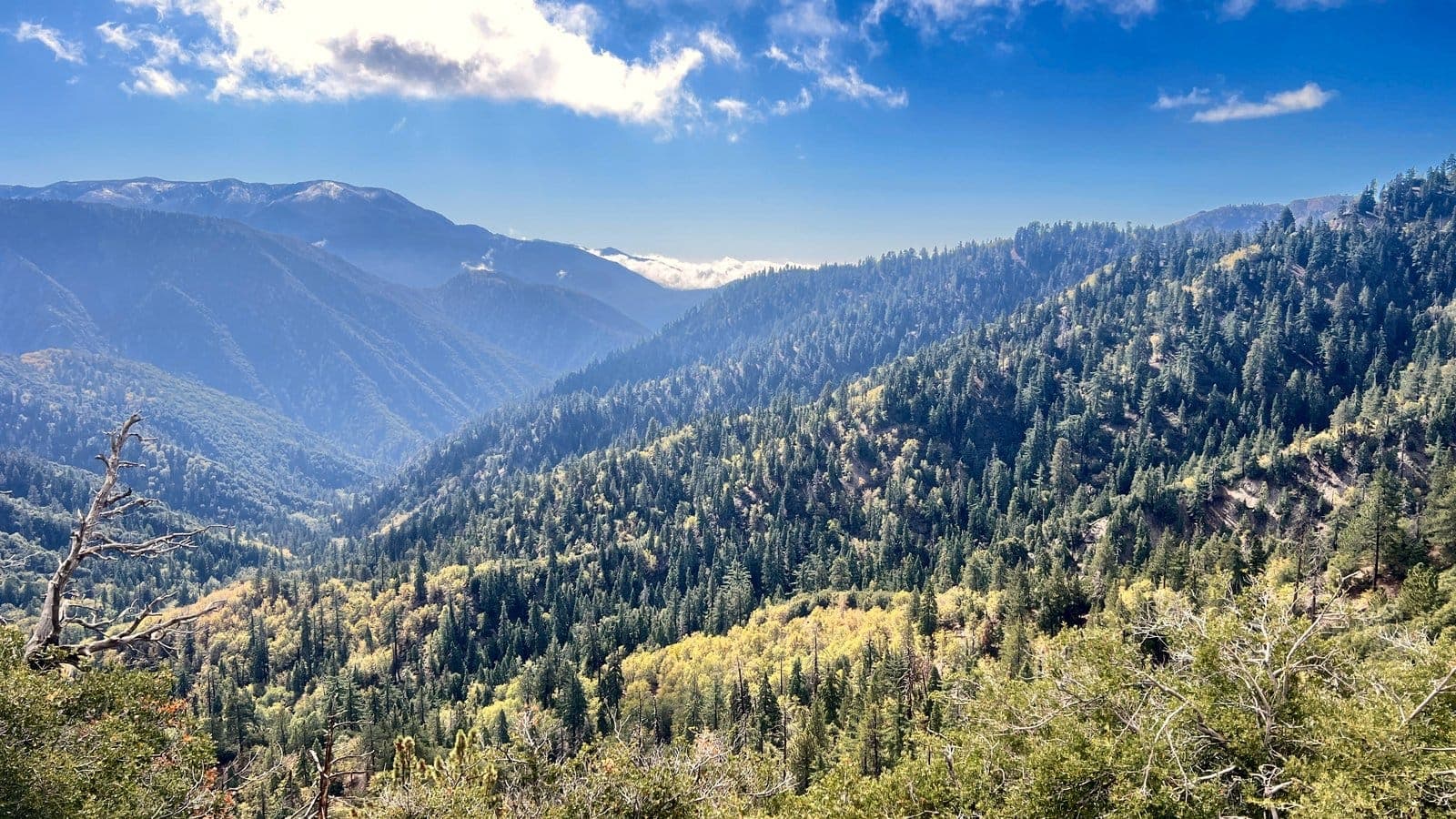 Forested mountain valley with distant ridges and fluffy clouds in the San Bernardino Mountains