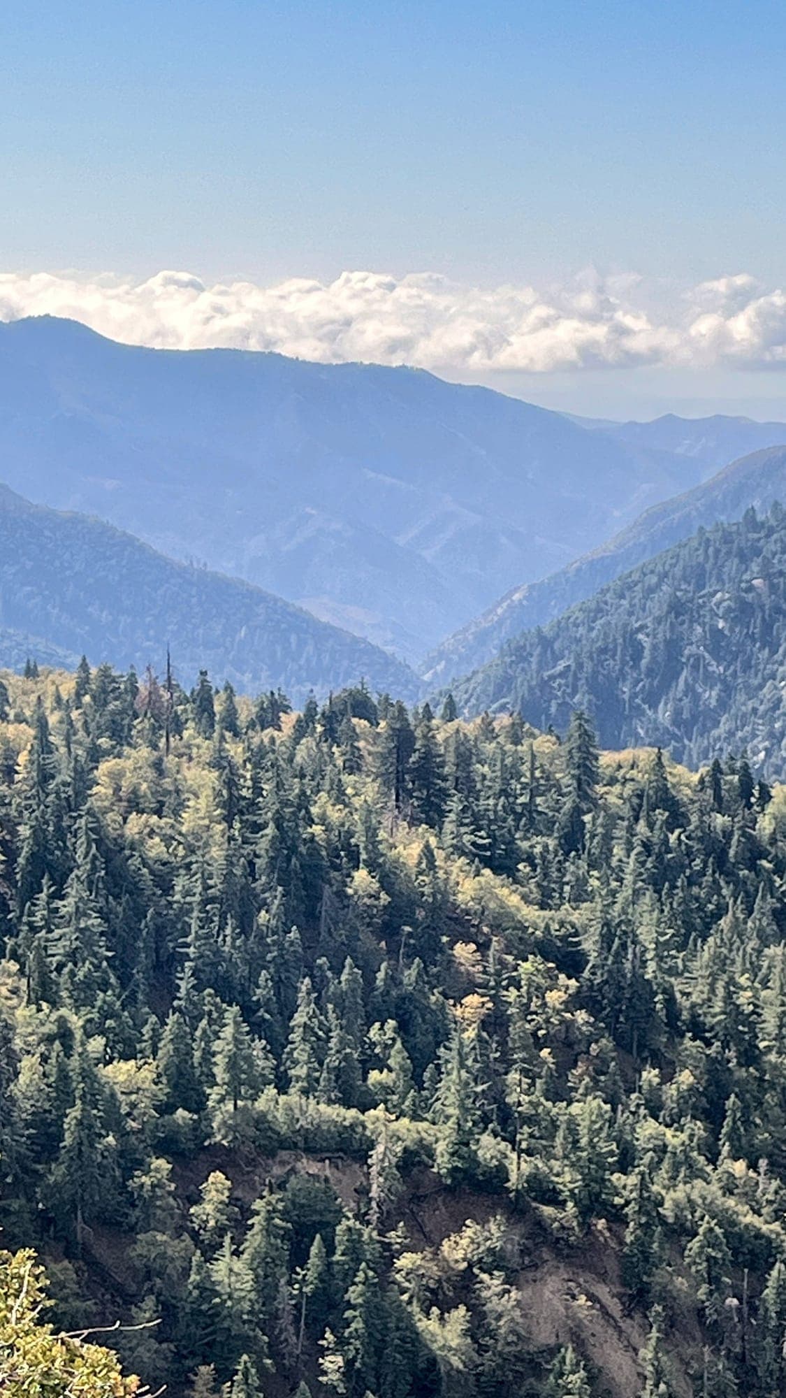 Vertical view of pine-covered slopes and distant blue ridges beneath low clouds in the San Bernardino Mountains