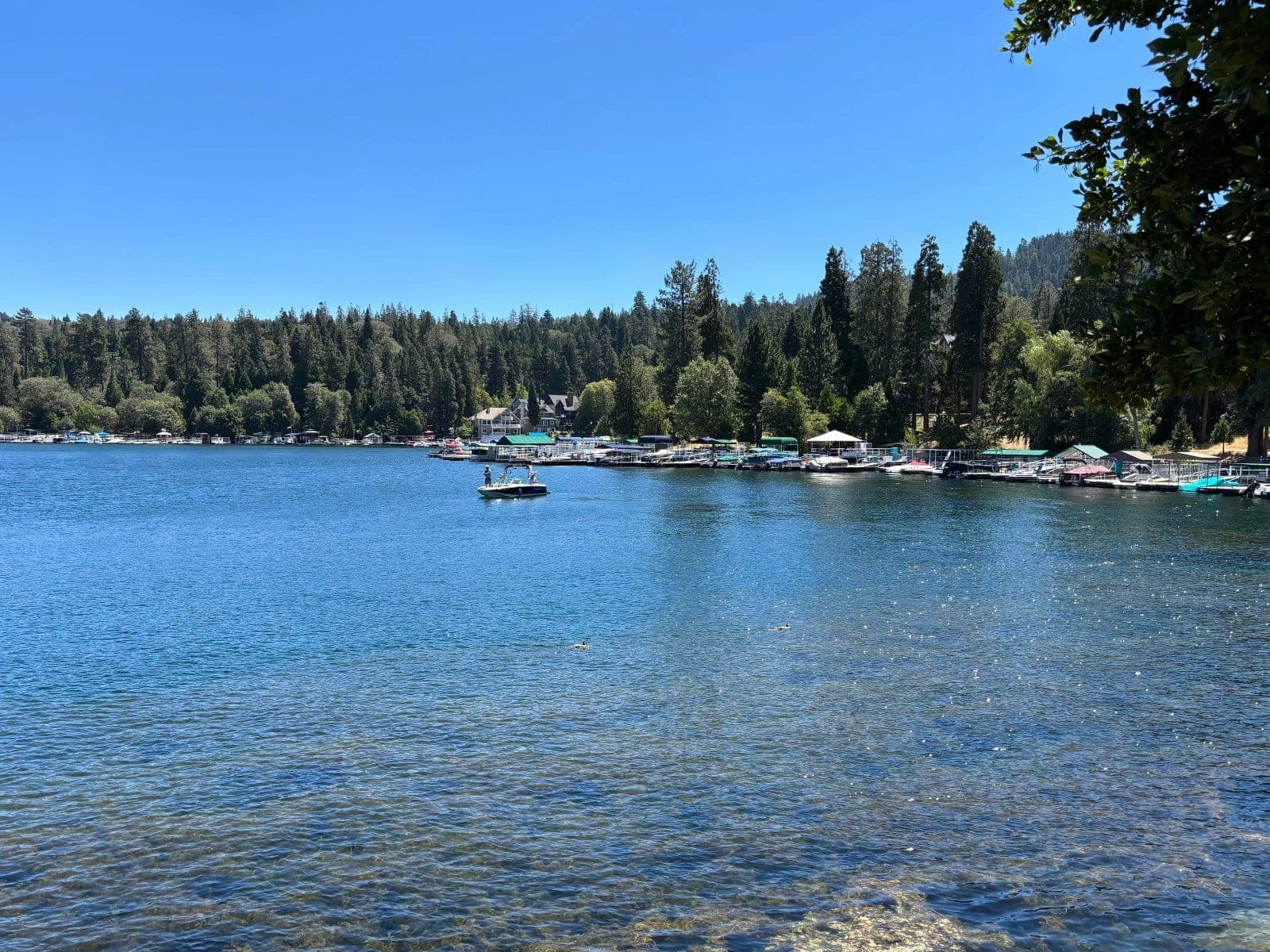 Clear Lake Arrowhead water beside a wooden dock, with pines along the shore.